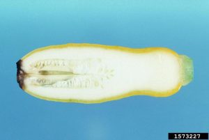 A yellow squash, cut in half lengthwise. The blossom end is underdeveloped with small seeds and watery tissue.