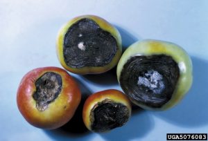 Four tomatoes on a blue background. The blossom ends are all dark and underdeveloped.