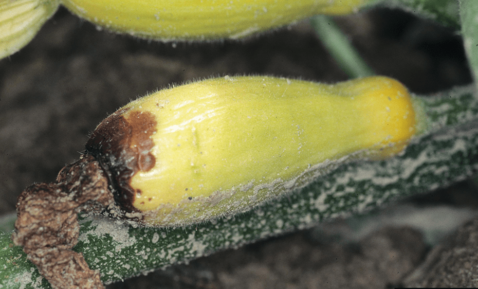a yellow summer squash attached to a plant. The blossom end of the squash is discolored brown