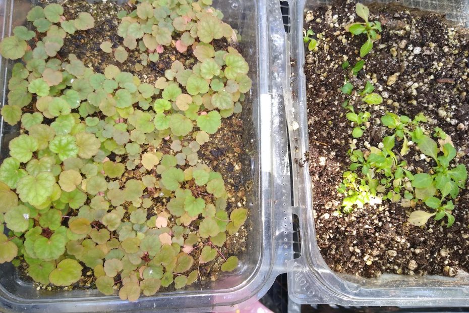 Photo by Lisa Rittenhouse; winter seed sowing in salad container