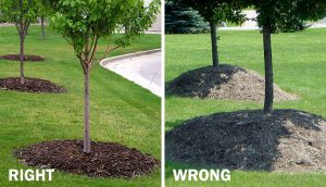 Side-by-side photos of trees properly and improperly mulched. On the left, the properly mulched tree has a relatively thin layer of mulch that goes out to the "drip line", the outer extent of the branches, and doesn't touch the trunk of the tree; on the right, the improperly mulched tree has a big pile of mulch going up the trunk a foot or more.