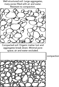 Diagram showing soil compaction. Top panel, well-structured soil with large aggregates and lots of pores containing roots, fungal hyphae, air, and water. Bottom, compacted soil with small aggregates that pack tightly together and exclude air, water, roots, and hyphae.