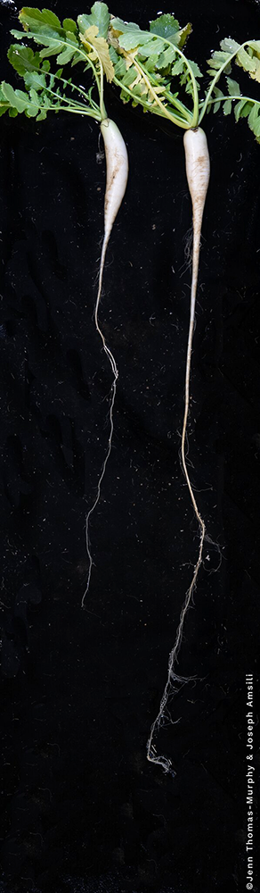 Two long white radishes with green fronds at their tops, against a black background.