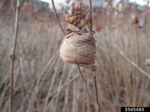 egg case of Chinese mantid