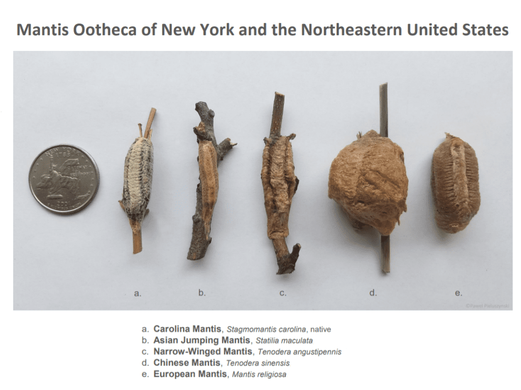 mantid egg cases chart