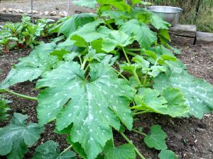squash plant