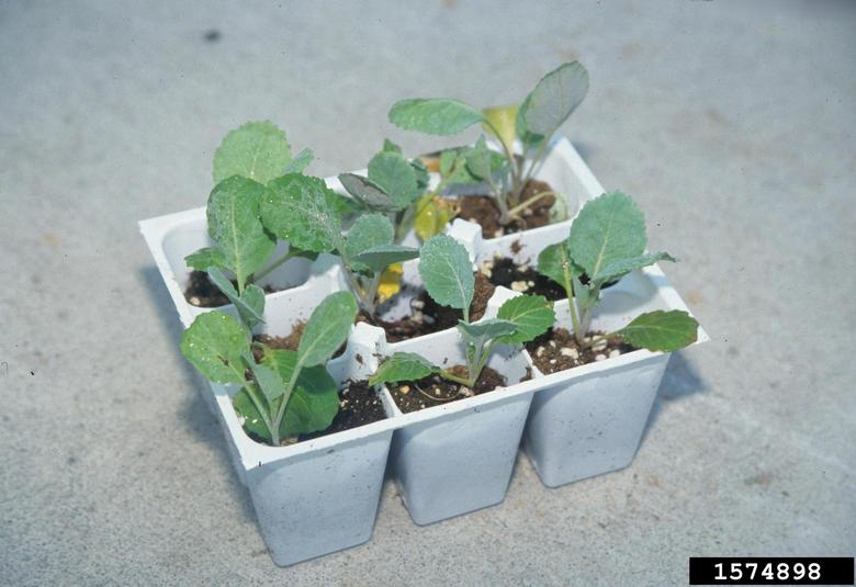 Seedling Gerald Holmes Bugwood.org