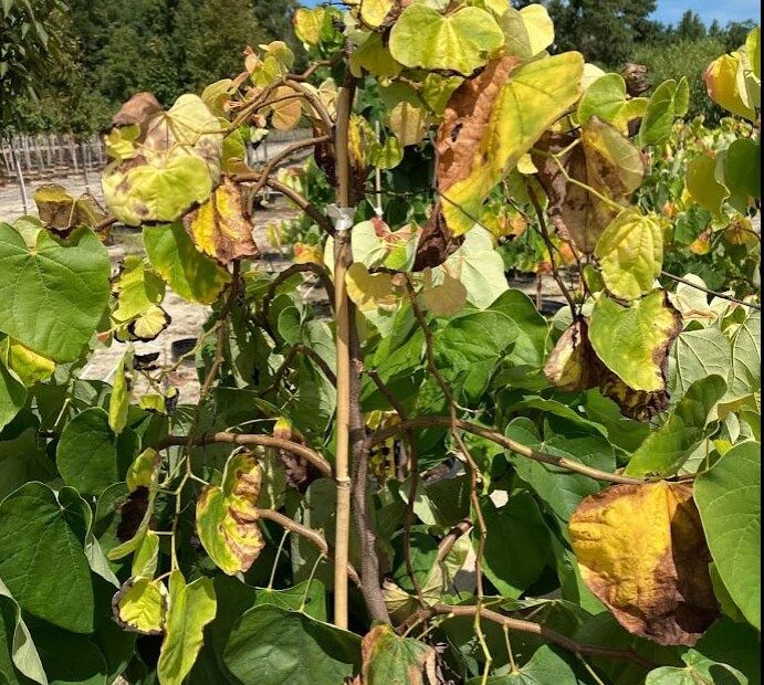 redbud with leaf scorch and yellowing in Va Tech article on vascular streak dieback. Photo: Nicole Kpas Va. Dept. of Agriculture and Consumer Services