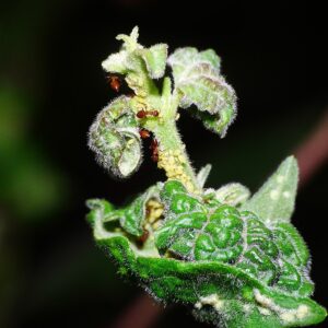 tiny yellow-green aphids swarming on a shriveled plant. A couple red-brown ants are on the stem, perhaps harvesting honeydew from the aphids