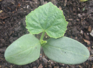 A cucumber seedling in dark soil, viewed from above. It has two smooth cotyledon leaves and one toothed true leaf.