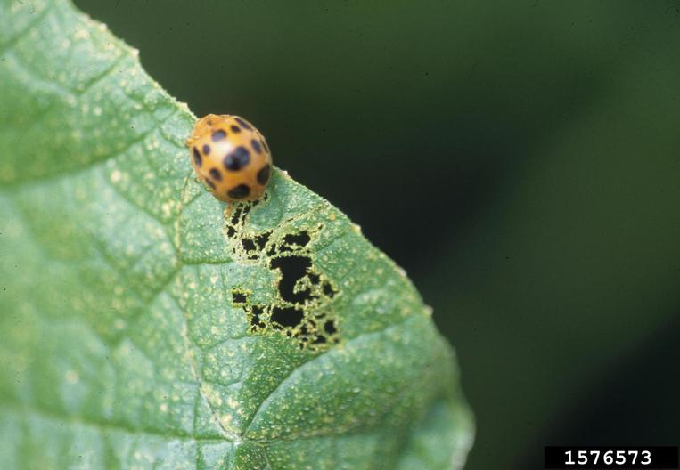spotted cucumber beetle, shiny orange-red with black spots on a green leaf with holes in it