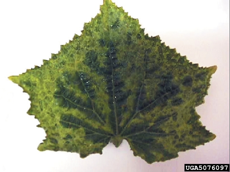 A leaf from a cucumber plant with cucumber mosaic virus. The veins are dark green but the rest of the leaf is covered with yellow dots on a light green background.