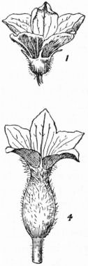 black and white drawing of male and female cucumber flowers. The female flower has at its bottom what looks like a miniature cucumber