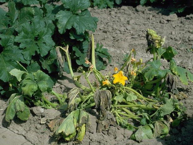 an extremely wilted squash plant suffering from bacterial wilt, next to a healthy plant