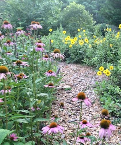 ornamental garden in June Photo by C. Caldwell