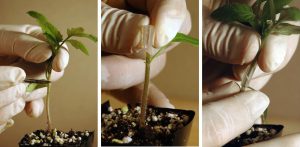 3-panel image showing tomato grafting. First, a small plant being cut by a scalpel. Second, a grafting clip being applied to the cut stump. Third. a scion plant being inserted into the clip.