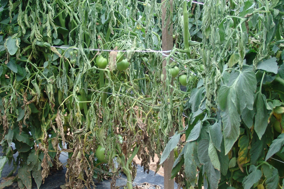 a row of green tomato plants. The one in the middle is extremely wilted.