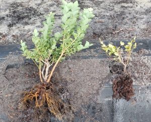 Two blueberry bushes, pulled out of the ground, lying on a black tarp. One bush is healthy and has lots of leaves and light-colored roots. The other is diseased: it's stunted and its roots are blackened and rotten.