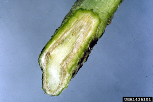 stem of a plant suffering from a wilt disease. The outer layer have been cut away, revealing brown material that's clogging the plant's vascular system