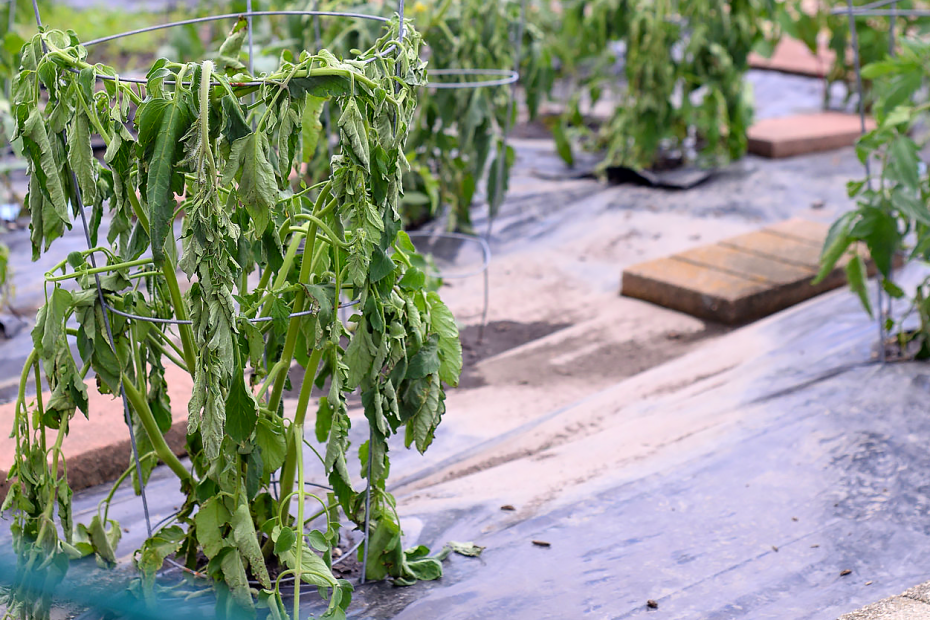 a wilted tomato plant in a cage, surrounded by black plastic sheets on the ground