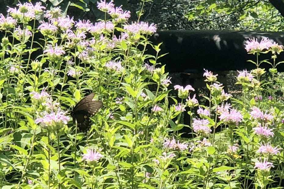Monarda fistulosum in July by C. Caldwell