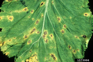 kale leaf affected by Alternia leaf spot. It has many brown spots with concentric rings and yellow halos