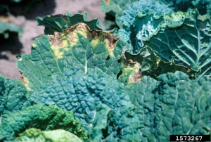 A kale leaf with yellow and brown patches at its edge, caused by Alternia.