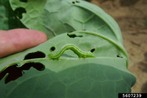 A green cabbage looper larva on a green leaf. The middle of the larva is hunched upwards