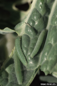 small green larvae on a green leaf. The larvae are hard to see because they're small and match the color of the leaf
