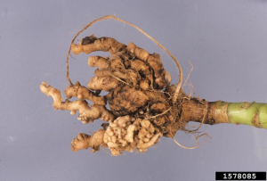 roots of a Brassica affected by clubroot. The roots are gnarled and swollen