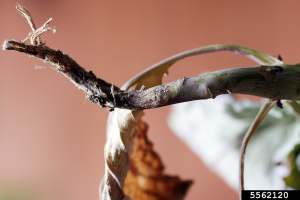 stem of a kale plant with brown wilted leaves. The stem has a brown canker at the soil line
