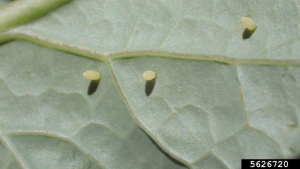 small off-white eggs of cabbageworms/cabbage whites, on the underside of a kale leaf