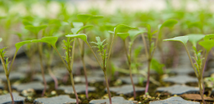 closeup of green kale seedlings growing in a plastic tray