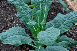 green lacinato/dinosaur/Tuscan kale plant with black soil in the background