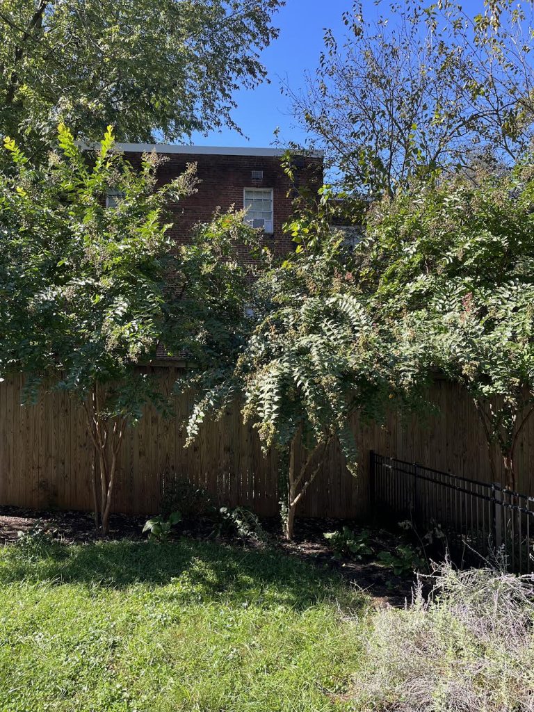 Recovered from Crape myrtle bark scale