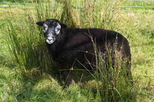 A mostly black lamb with white patches around its face and mouth, on a grassy field