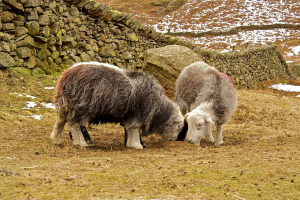 Two sheep with gray bodies and white faces graze on a field, in front of a stone wall.