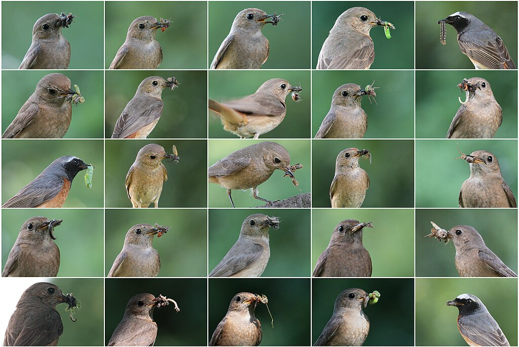 a poster with several pictures of redstarts, a small bird, eating various insects