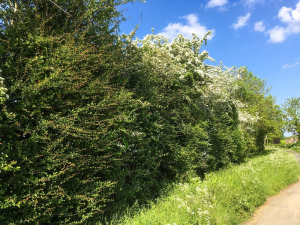 A green hedgerow stretching away from the viewer