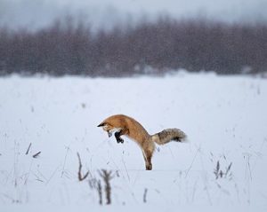 Red Fox Mousing. Photo: Gouthan 89, <a href="https://creativecommons.org/licenses/by-sa/4.0/deed.en#ref-appropriate-credit">CC BY-SA 4.0 </a><br /><a href="https://commons.wikimedia.org/wiki/File:Red_fox_mousing.jpg">wikimedia.org/wiki/File:Red_fox_mousing.jpg</a>