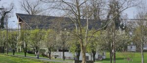Callery pear trees as landscaping