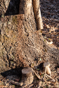 a tree trunk with two thick ivy vines growing on it. Both have been cut in two places, leaving big gaps.