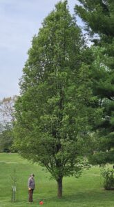Large Callery pear tree