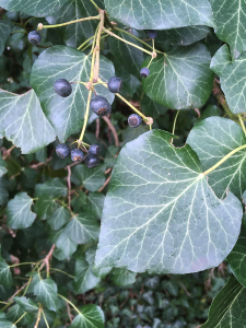 dark green ivy leaves and purple ivy berries