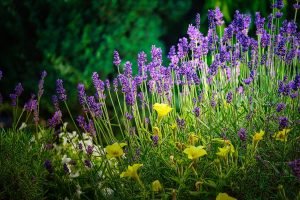 lavender plants
