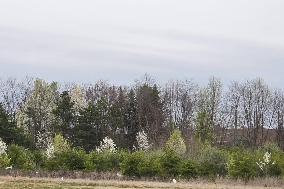 Field of invasive Callery pear trees