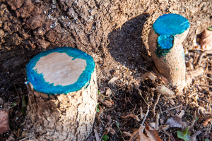 stumps of ivy vines treated with herbicide containing a blue tracer dye. One stump is completely covered in blue, the other only has a ring of blue around its perimeter.
