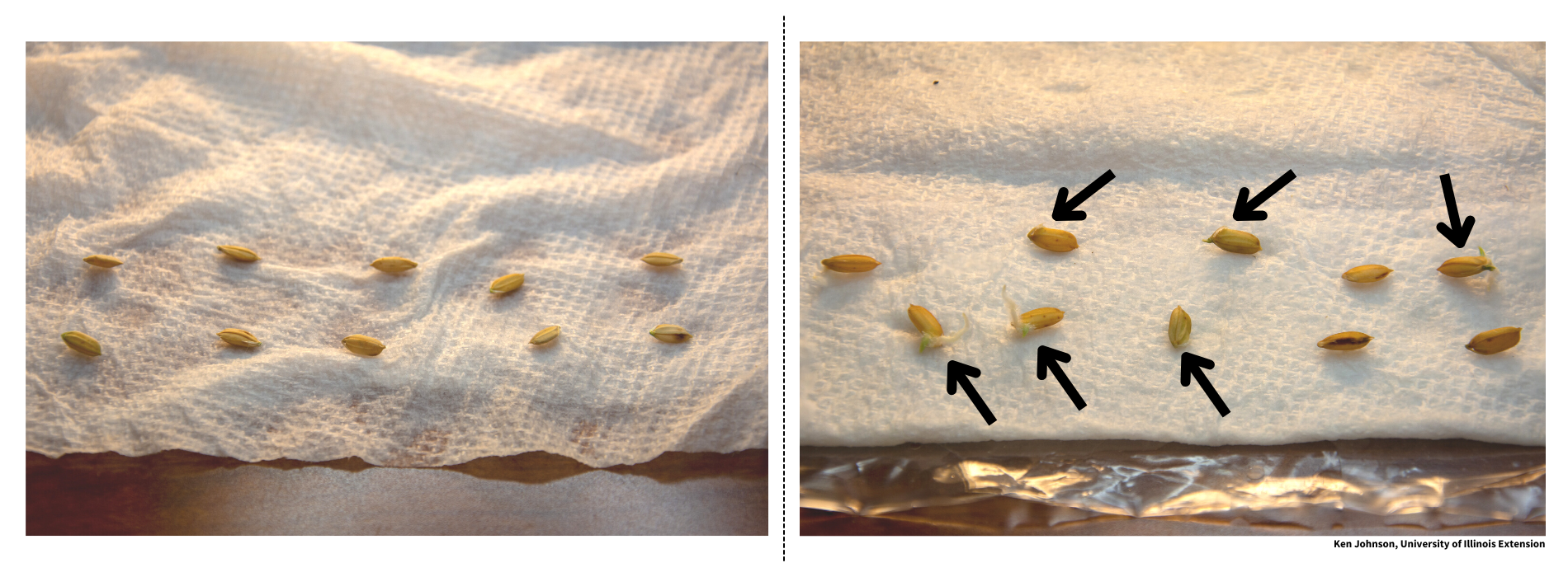 seed germination test