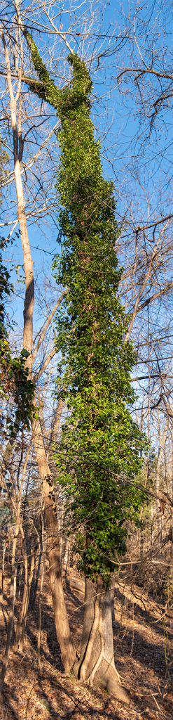 a tree, covered top to bottom in English ivy, against a blue sky