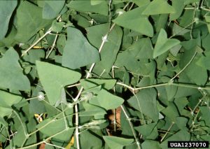 Britt Slattery, US Fish and Wildlife Service, Bugwood.org